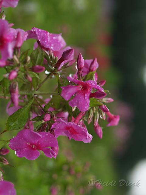 Phlox Dorffreude_1.JPG